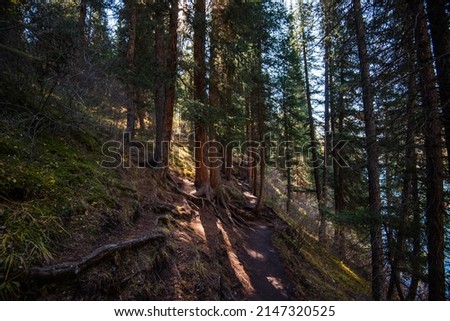 Tall old fir trees grow on a mountainside under a blue sky in the rays of sunlight. A fragment of a spruce forest with tall trees in the mountains.