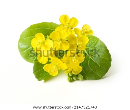 Mustard flower with leaves isolated on white background. Mustard plant. Royalty-Free Stock Photo #2147321743