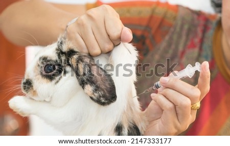 Veterinary giving injection to bunny, pet vaccination against rabies, tetanus. animal hospital. Royalty-Free Stock Photo #2147333177