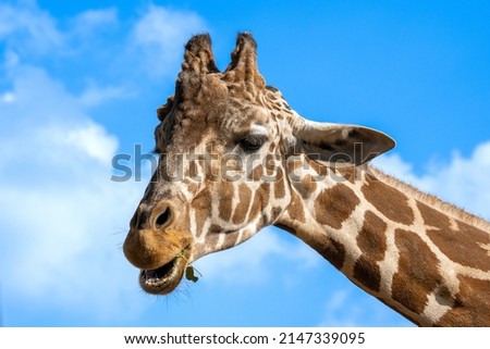 The giraffe stretched its head forward and opened its mouth. Giraffe eat tree leaves.