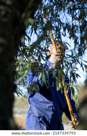 Man working in the field picking olives, vertical format - work and agriculture concept Royalty-Free Stock Photo #2147339793