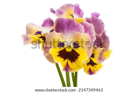 pansies isolated on white background Royalty-Free Stock Photo #2147349463