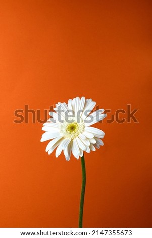 White gerbera flower on orange background.