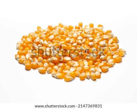 corn seeds isolated on white background, selective focus