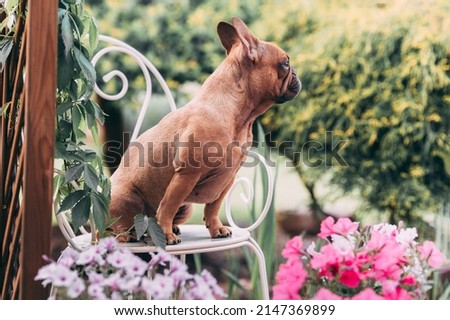 French Bulldog sitting on white chair