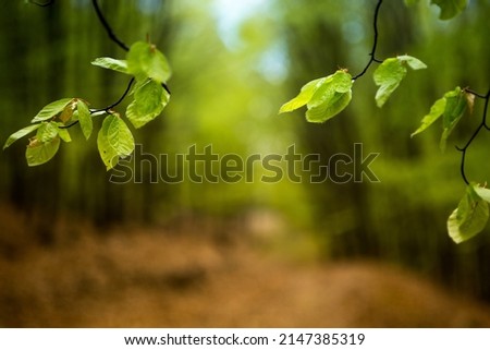 Green beech leaves on natural panoramic nature background