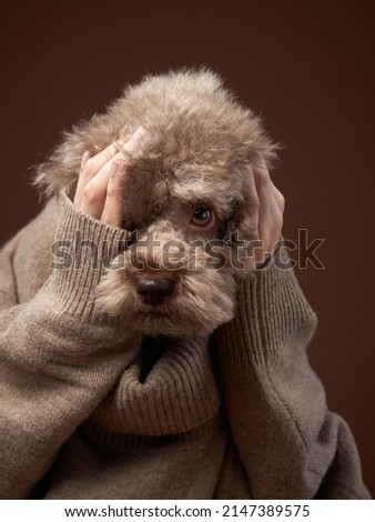 An attractive poodle with a funny expression and holding hands under his chin. Conceptual portrait of a dog on a brown background. Dog face emotions