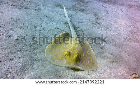 blue spotted sting ray of the red sea