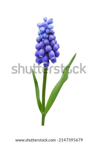 Muscari spring flower (grape hyacinth) isolated on white background                                Royalty-Free Stock Photo #2147395679