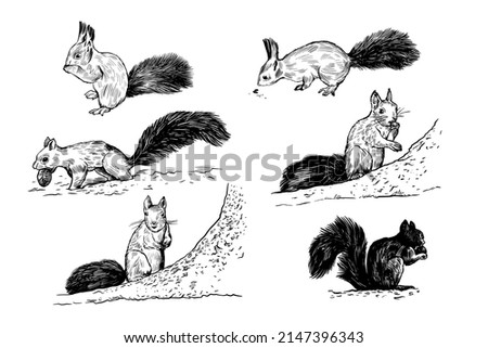 Realistic sketches of various squirrels. Vector black and white isolated drawings. Clip art.