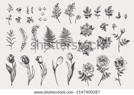 Set with spring flowers and leaves. Vintage background. Vector botanical illustration. Rose, wild rose, tulip, fern. Black and white.