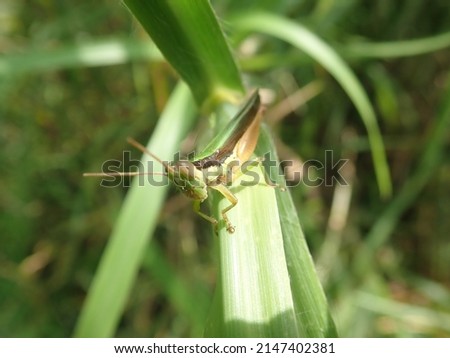 Macro Photo - Closeup of a grasshopper perched on green grass with green grass blur background