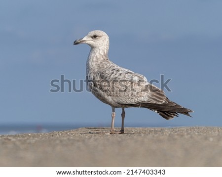 Herring Gull, Larus argentatus; Juvenile bird on the sea wall.Norfolk.April Royalty-Free Stock Photo #2147403343