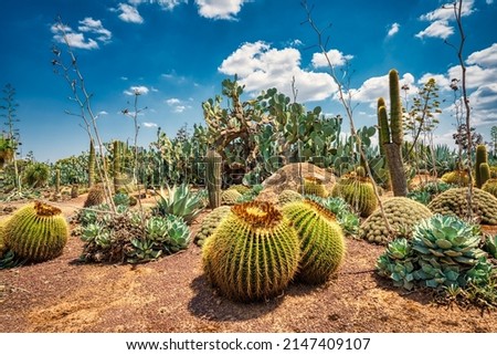 cactus country cactus garden cactus display forest park Strathmerton Victoria Royalty-Free Stock Photo #2147409107
