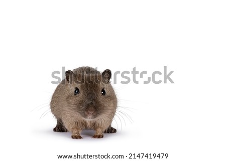 Young adult brown Gerbil aka Meriones unguiculatus. Standing facing front. Looking towards camera. Isolated on a white background.