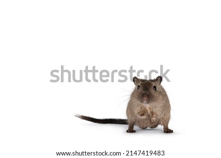 Young adult brown Gerbil aka Meriones unguiculatus. Standing facing front on hind paws. Looking towards camera. Isolated on a white background.