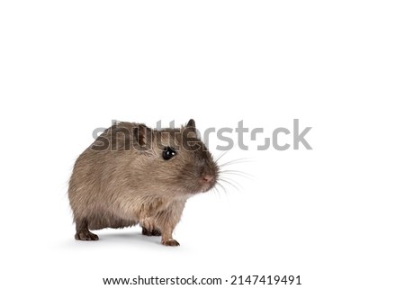 Young adult brown Gerbil aka Meriones unguiculatus. Standing side ways.  Looking towards camera. Isolated on a white background.