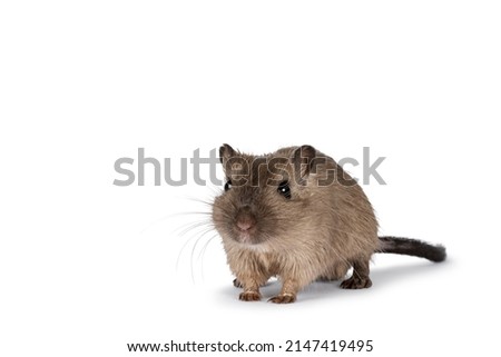 Young adult brown Gerbil aka Meriones unguiculatus. Standing facing front. Looking ahead beside camera. Isolated on a white background.
