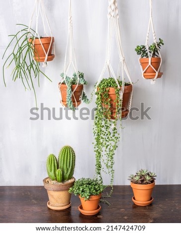 Macramé hanging basket and various indoor plants - Urban Jungle Trend Royalty-Free Stock Photo #2147424709