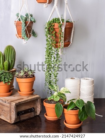 Macramé hanging basket and various indoor plants - Urban Jungle Trend Royalty-Free Stock Photo #2147424927