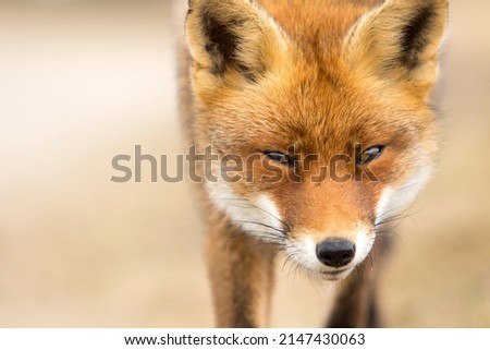 Cute Red Fox Face Close Up in A Natural Background in A National Park