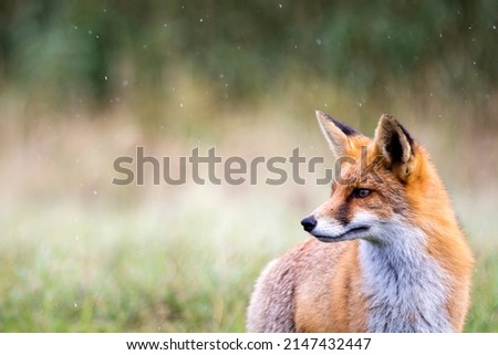 Red Fox in A Green Natural Background