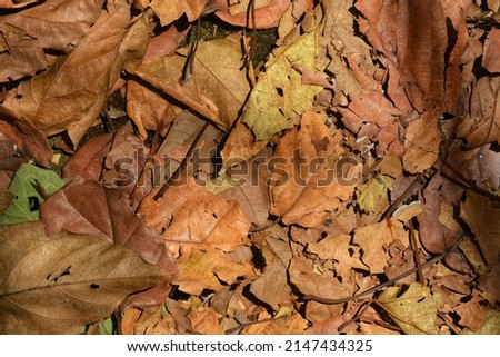 abstract background full frame dry leaves
