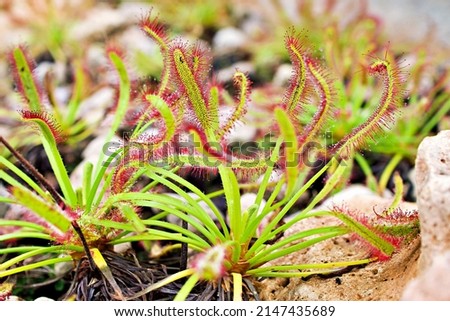 Closeup Sundew carnivorous plant ,Drosera anglica ,insectivorous plants, meat-eating, sticky carnivorein a life saving sponge ,great sundew with soft selective focus Royalty-Free Stock Photo #2147435689