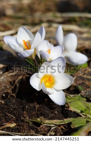 Delicate crocus flowers on a spring sunny day.