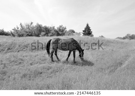 Beautiful wild brown horse stallion on summer flower meadow, equine eating green grass, horse stallion with long mane portrait in standing position, equine stallion outdoors, big horse equines Royalty-Free Stock Photo #2147446135