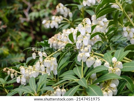 Pieris japonica "Purity" in botany Royalty-Free Stock Photo #2147451975