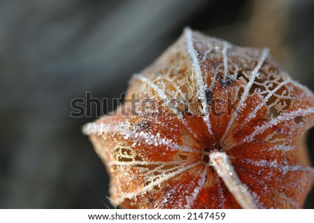 frosted physalis