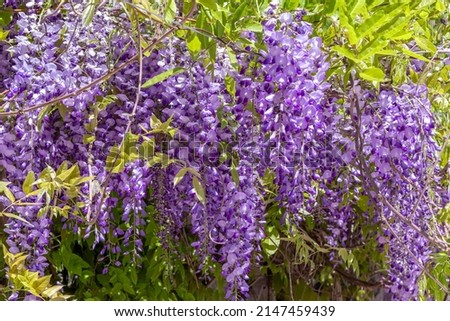Wisteria in bloom. Tender young wisteria vine. Selective focus. Tender young wisteria vine. Selective focus Royalty-Free Stock Photo #2147459439