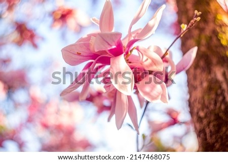 Magnolia pink blossom tree in spring