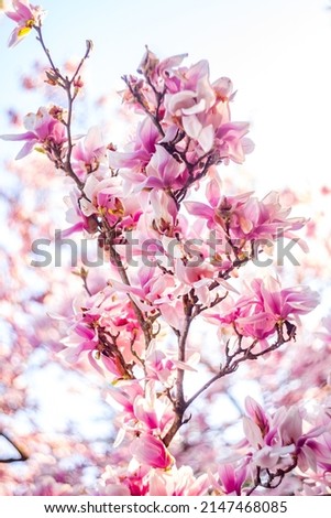 Magnolia pink blossom tree in spring