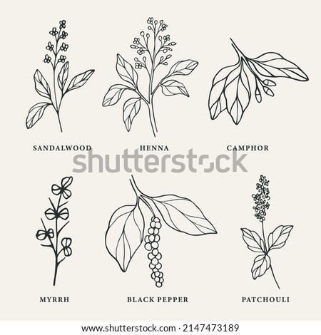 Line art medicinal and essential oil plants set Royalty-Free Stock Photo #2147473189