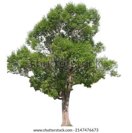 tree side view isolated on white background for landscape and architecture drawing, elements for environment and garden