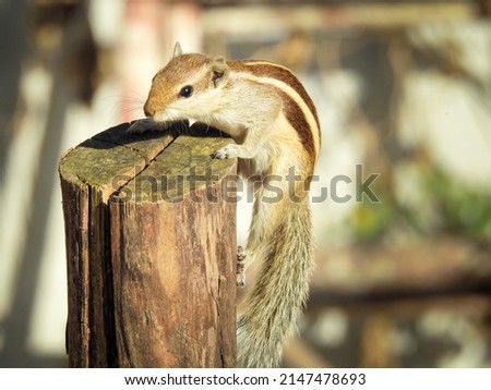 An Indian palm squirrel (Funambulus palmarum) taking a jump on a wooden block.