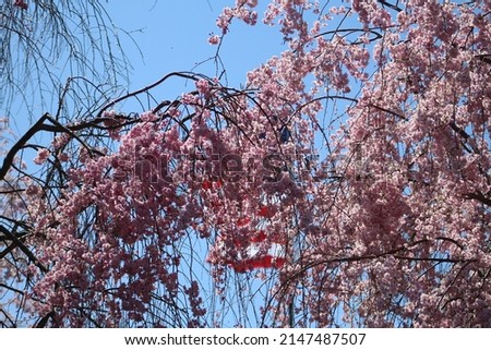 Pennsylvania pink Weeping Cherry Tree