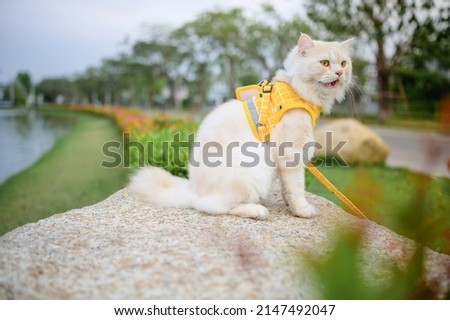 Persian cat yellow sits on a rock With a backdrop of trees there is a canal that in summer.