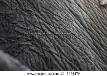 Elephant skin close up in Northern Thailand
