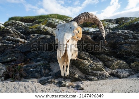 A washed up ram skull on a beach in the Scottish Highlands An unfortunate sight in nature 