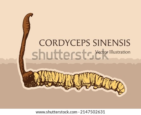 Cordyceps Sinensis Vector Drawing Hand Drawn, CHONG CAO, DONG CHONG XIA CAO or mushroom cordyceps . Vector illustration.