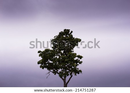 Single Tree Standing Alone