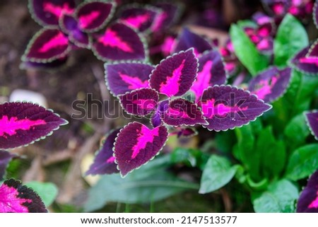 Close up of dark red and green leaves of Coleus blumei (Plectranthus scutellarioides) garden plant, displayed for sale in a pot in direct sunlight
