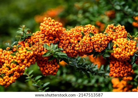 Small yellow and orange fruits or berries of Pyracantha plant, also known as firethorn in a garden in a sunny autumn day, beautiful outdoor floral background photographed with soft focus Royalty-Free Stock Photo #2147513587