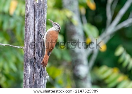 A Narrow-billed Woodcreeper hangs against a tree near Dourado, São Paulo State, Brazil, South-America