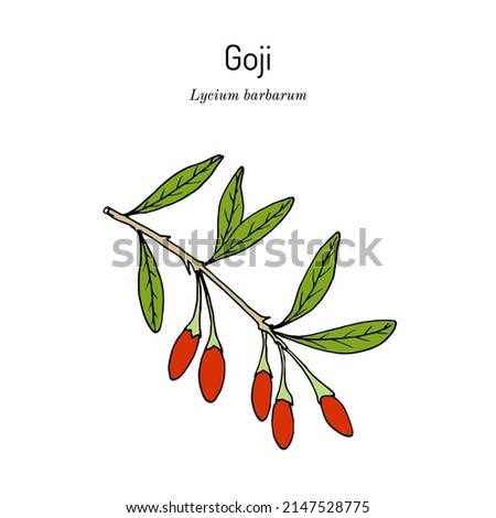 Goji berry (Lycium barbarum) or Chinese wolfberry, medicinal plant. Hand drawn botanical vector illustration Royalty-Free Stock Photo #2147528775