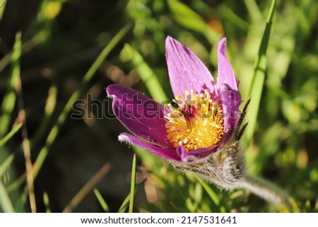 pink pasqueflower in the spring Royalty-Free Stock Photo #2147531641