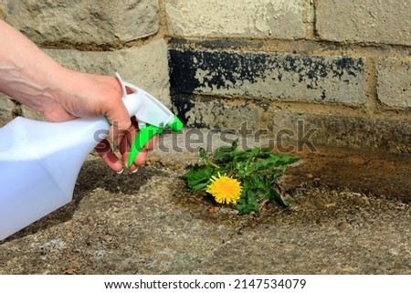 A Spray Bottle Full Of Weed Killer Being Used To Eliminate A Dandelion Weed Growing In A Garden Courtyard. Royalty-Free Stock Photo #2147534079